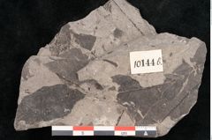 Foto (Objekt + Etikett) von Fagus shagiana Ettingshausen (NHMW-GEO-2024-0188-10144b)